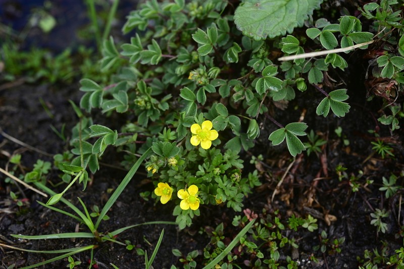 Ranunculus pseudopygmaeus