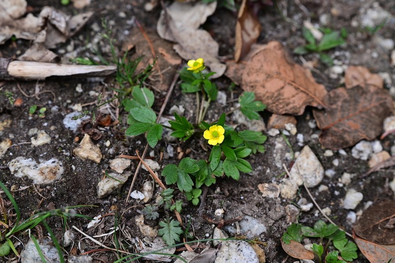 Ranunculus pseudopygmaeus photo 2