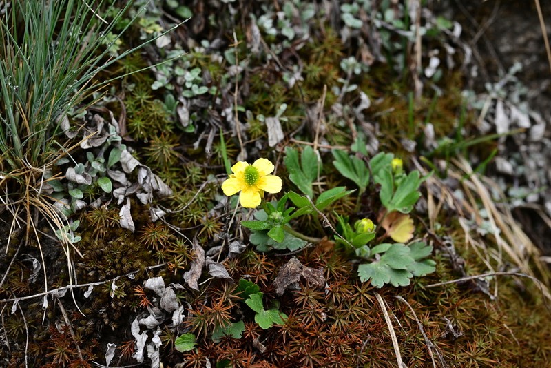 Ranunculus pseudopygmaeus photo 3