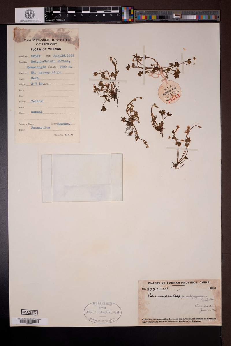 Ranunculus pseudopygmaeus photo 4