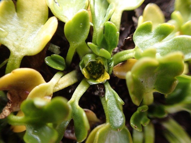 Ranunculus pseudotrullifolius