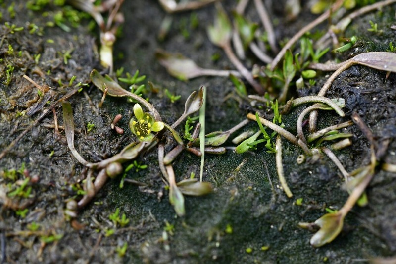 Ranunculus pseudotrullifolius photo 3