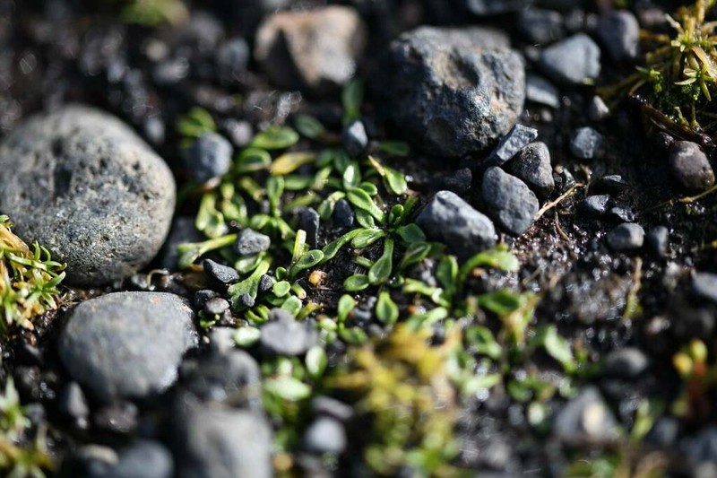 Ranunculus pseudotrullifolius photo 4