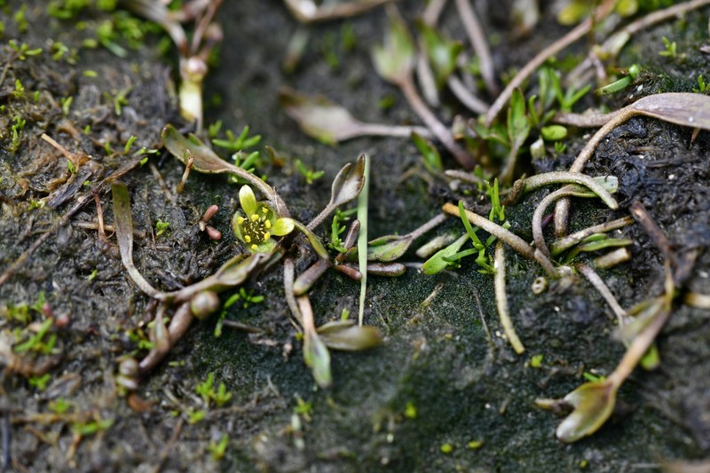 Ranunculus pseudotrullifolius photo 6