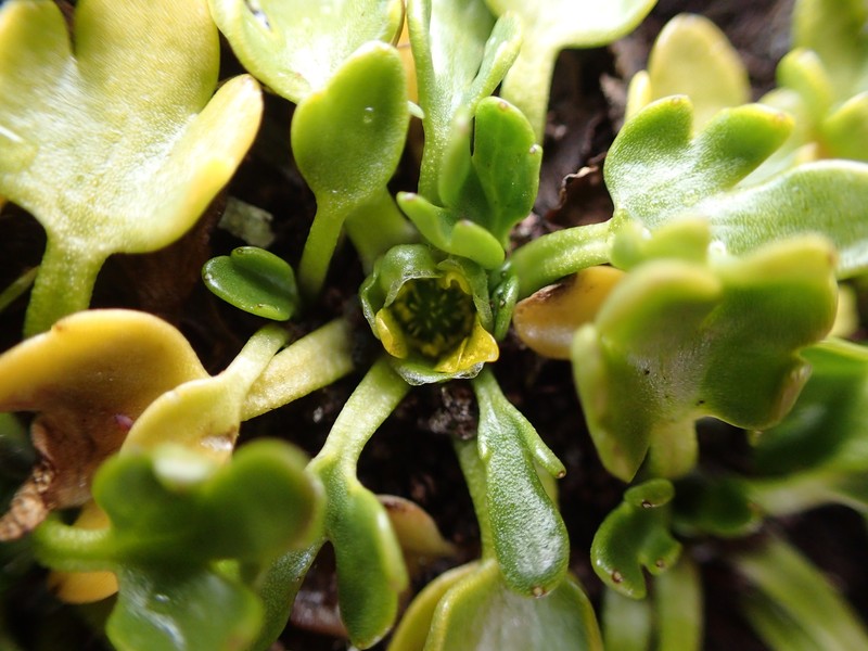 Ranunculus pseudotrullifolius photo 8