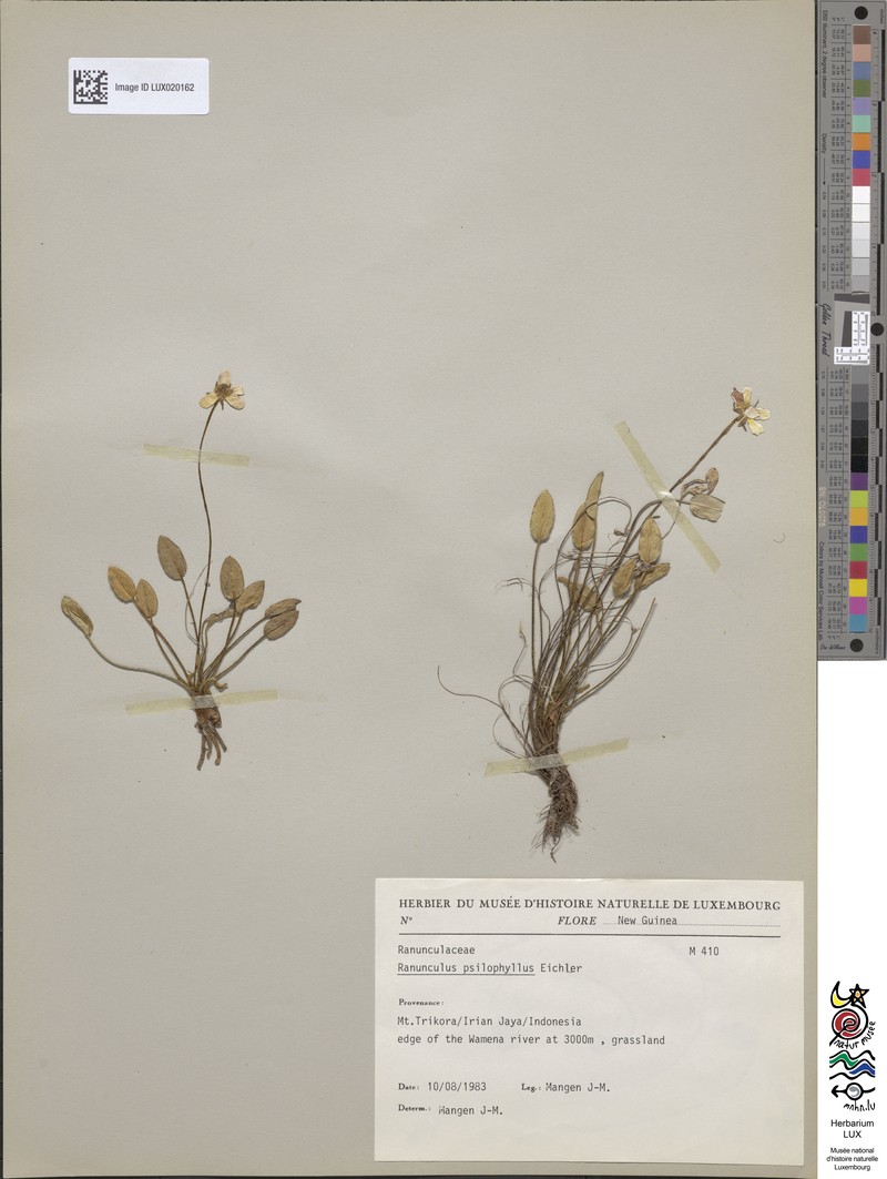 Ranunculus psilophyllus
