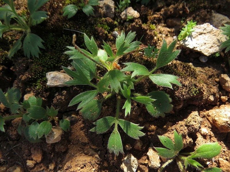 Ranunculus psilostachys photo 2