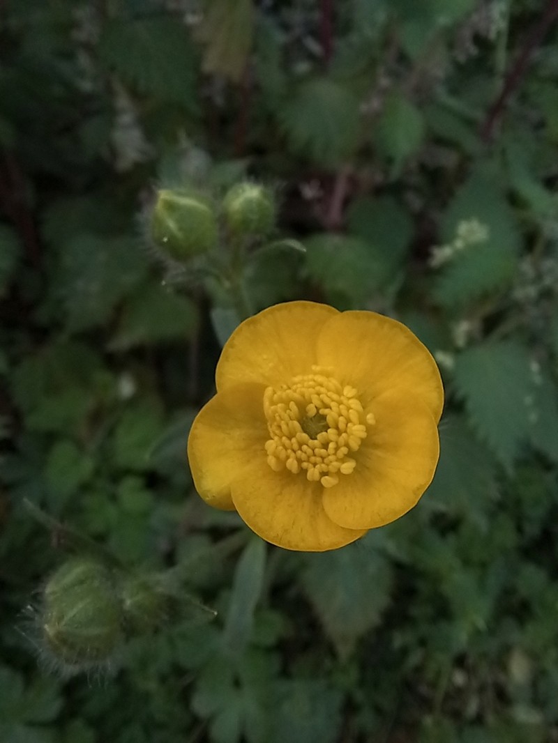 Ranunculus psilostachys photo 3