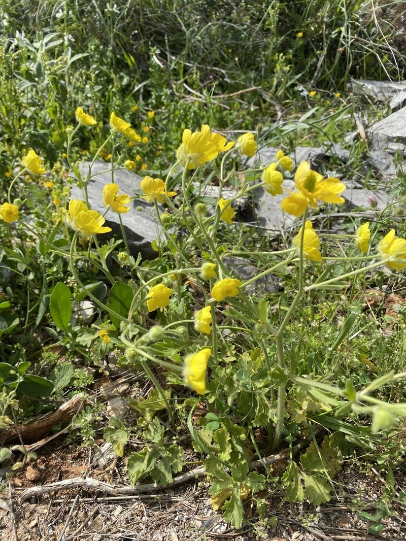 Ranunculus psilostachys photo 4