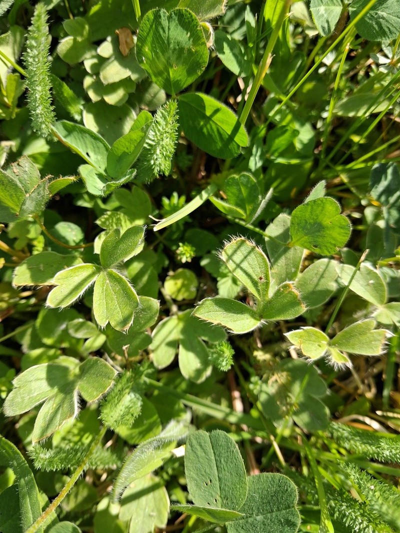 Ranunculus psilostachys photo 5