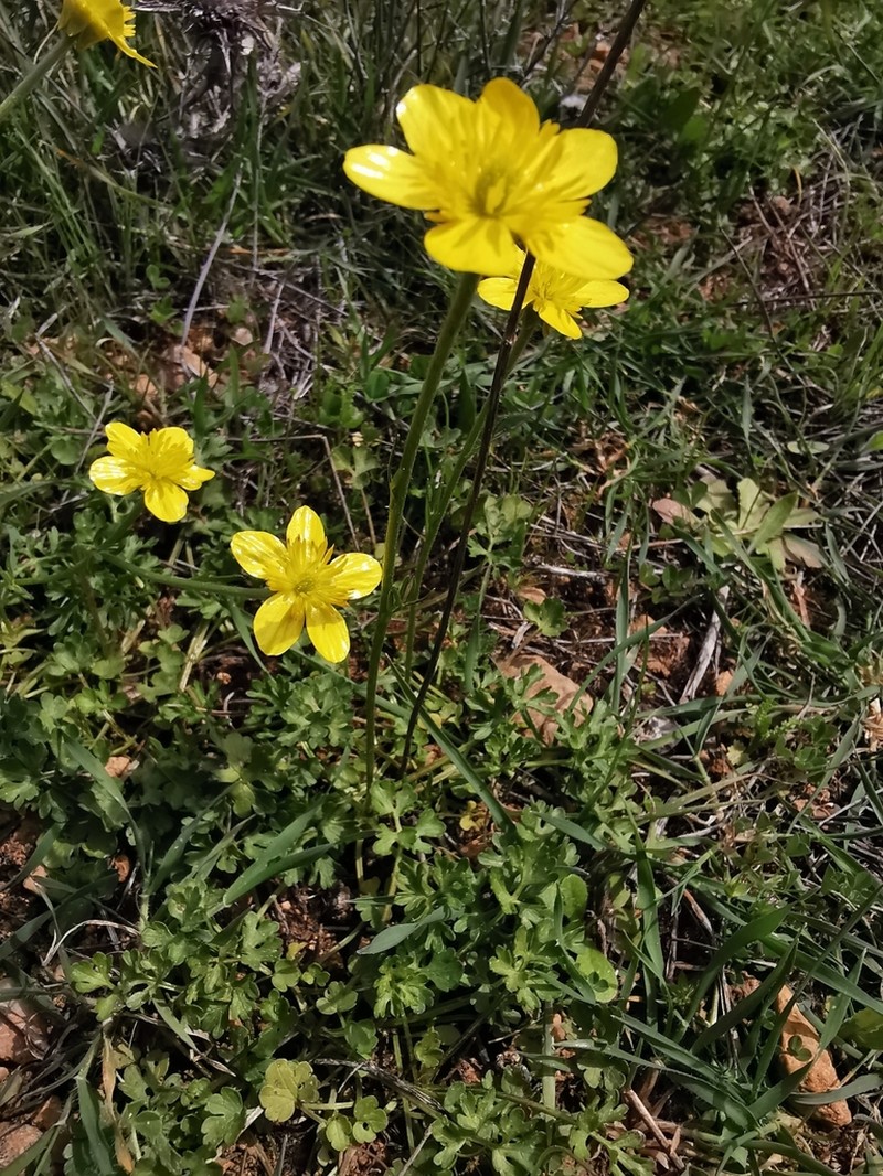 Ranunculus psilostachys photo 6