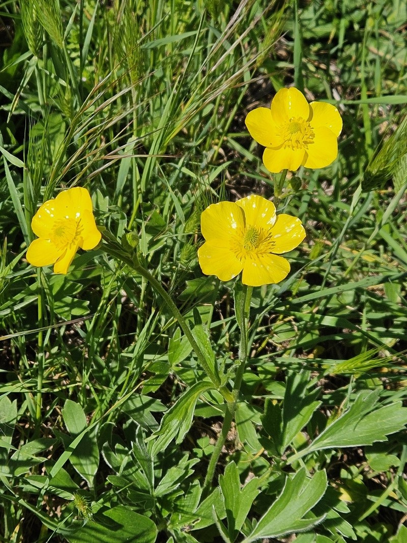 Ranunculus psilostachys photo 7