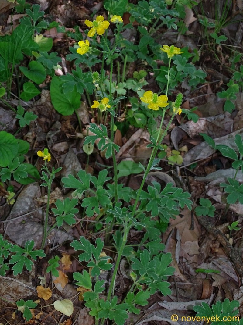 Ranunculus psilostachys photo 8