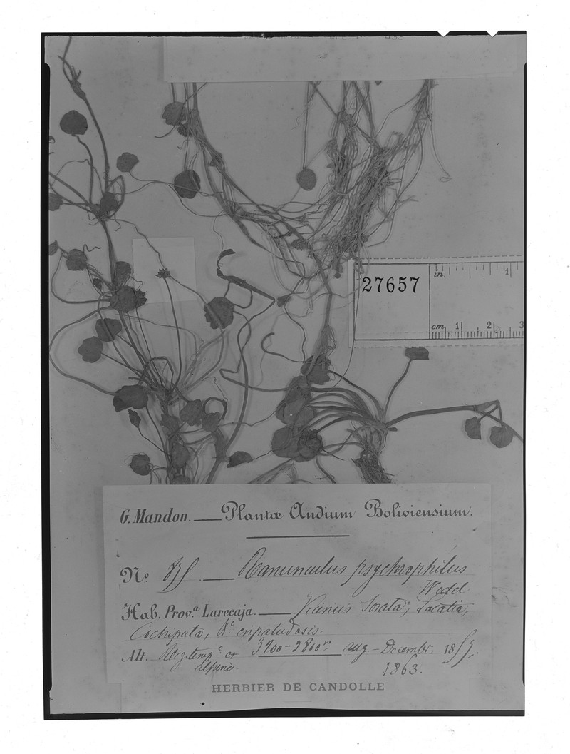 Ranunculus psychrophilus