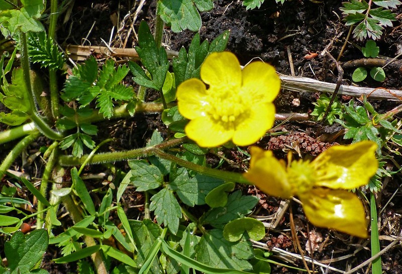 Ranunculus puberulus