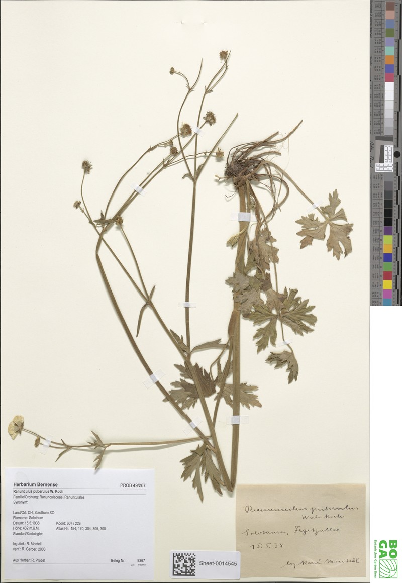 Ranunculus puberulus photo 3
