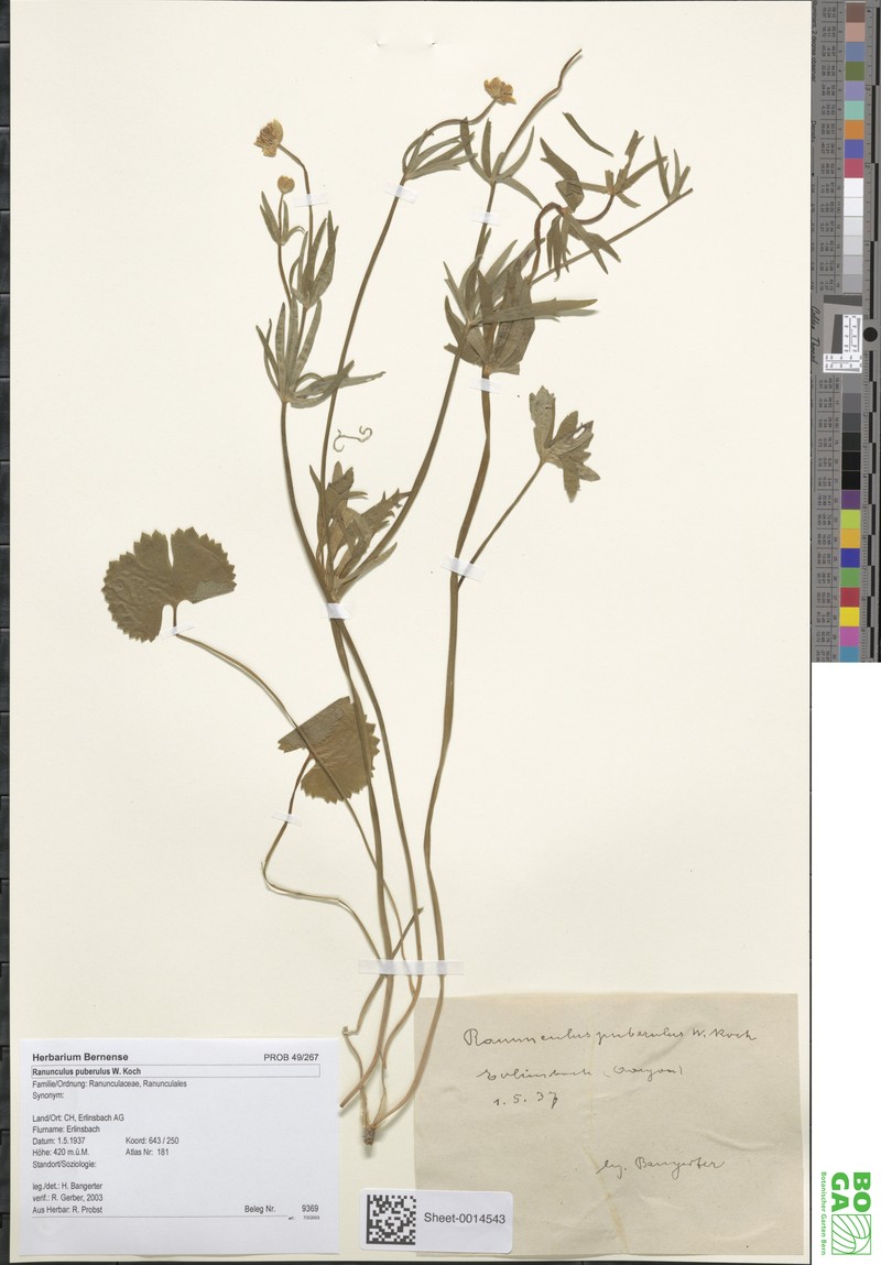 Ranunculus puberulus photo 4