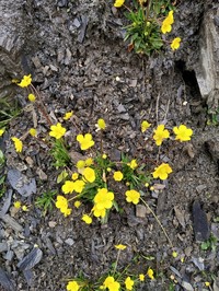 Ranunculus pulchellus