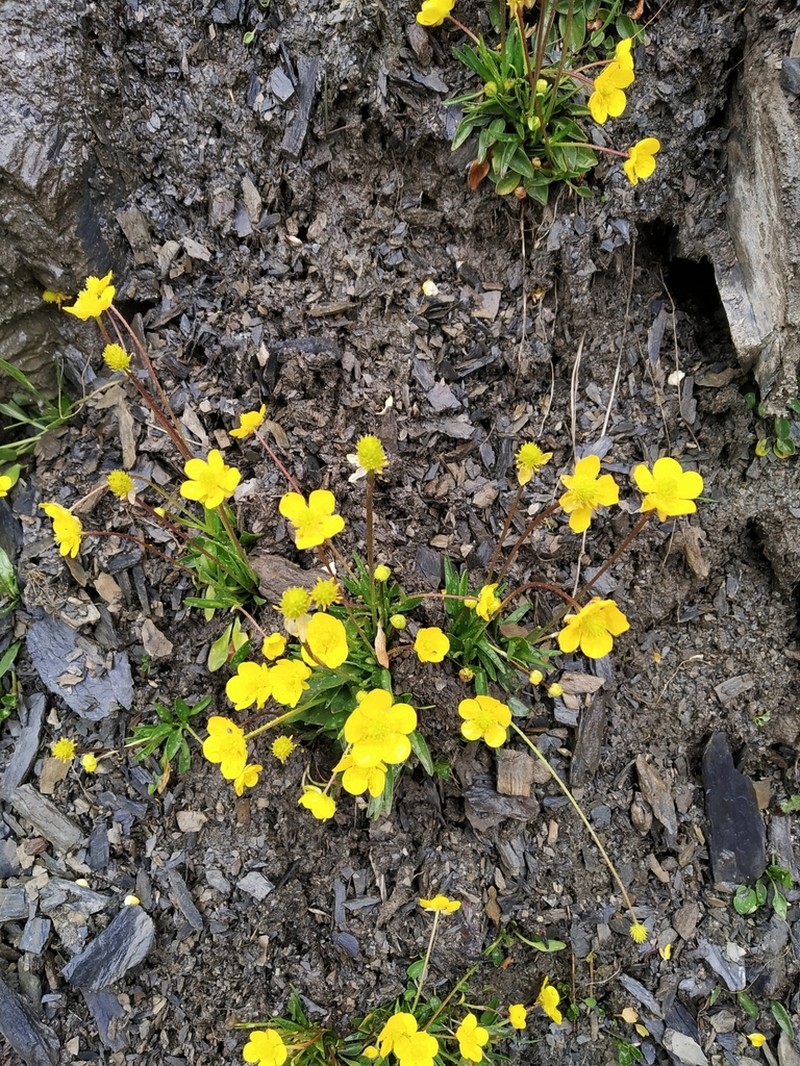 Ranunculus pulchellus