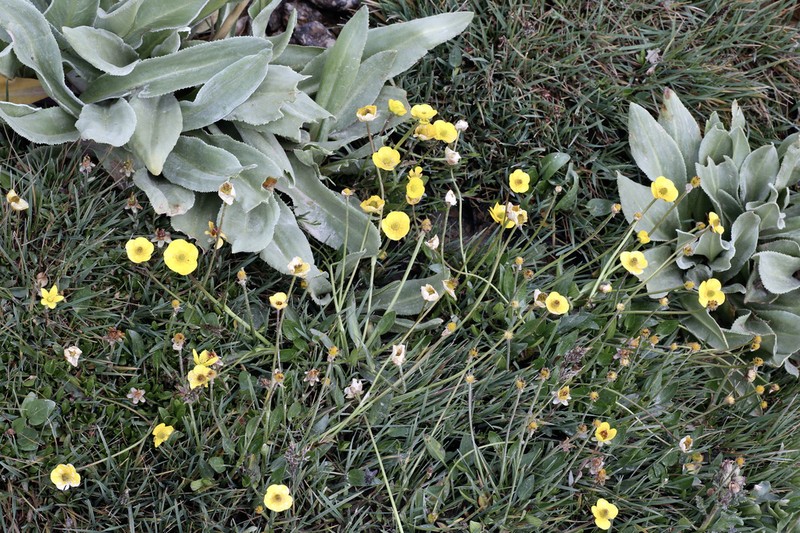 Ranunculus pulchellus photo 2