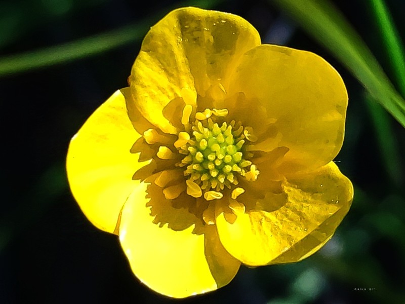 Ranunculus pulchellus photo 4