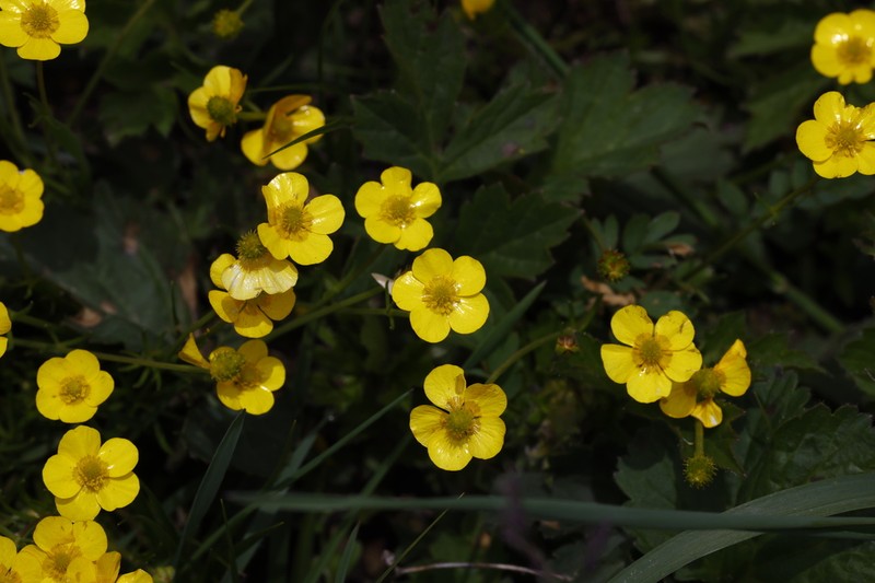 Ranunculus pulchellus photo 5