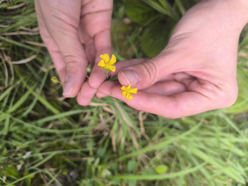 Ranunculus pulchellus photo 6