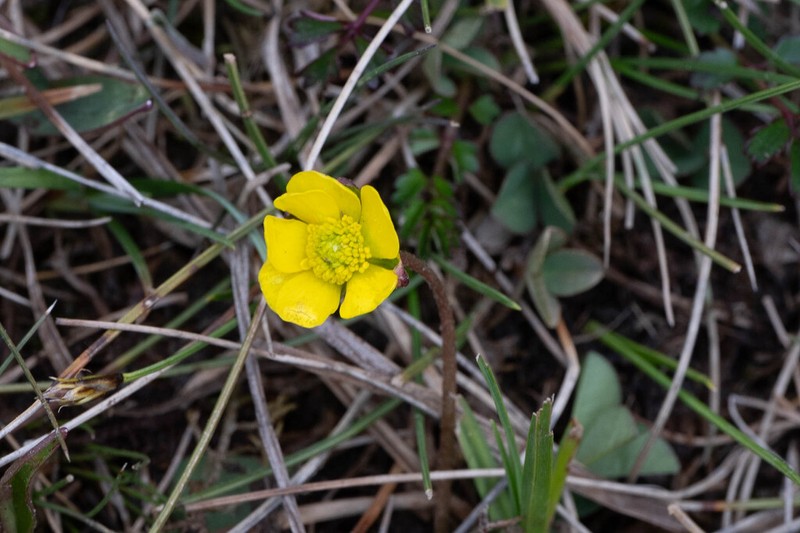 Ranunculus pulchellus photo 7