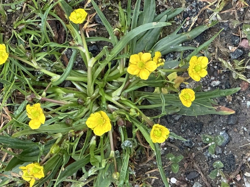 Ranunculus pulchellus photo 8
