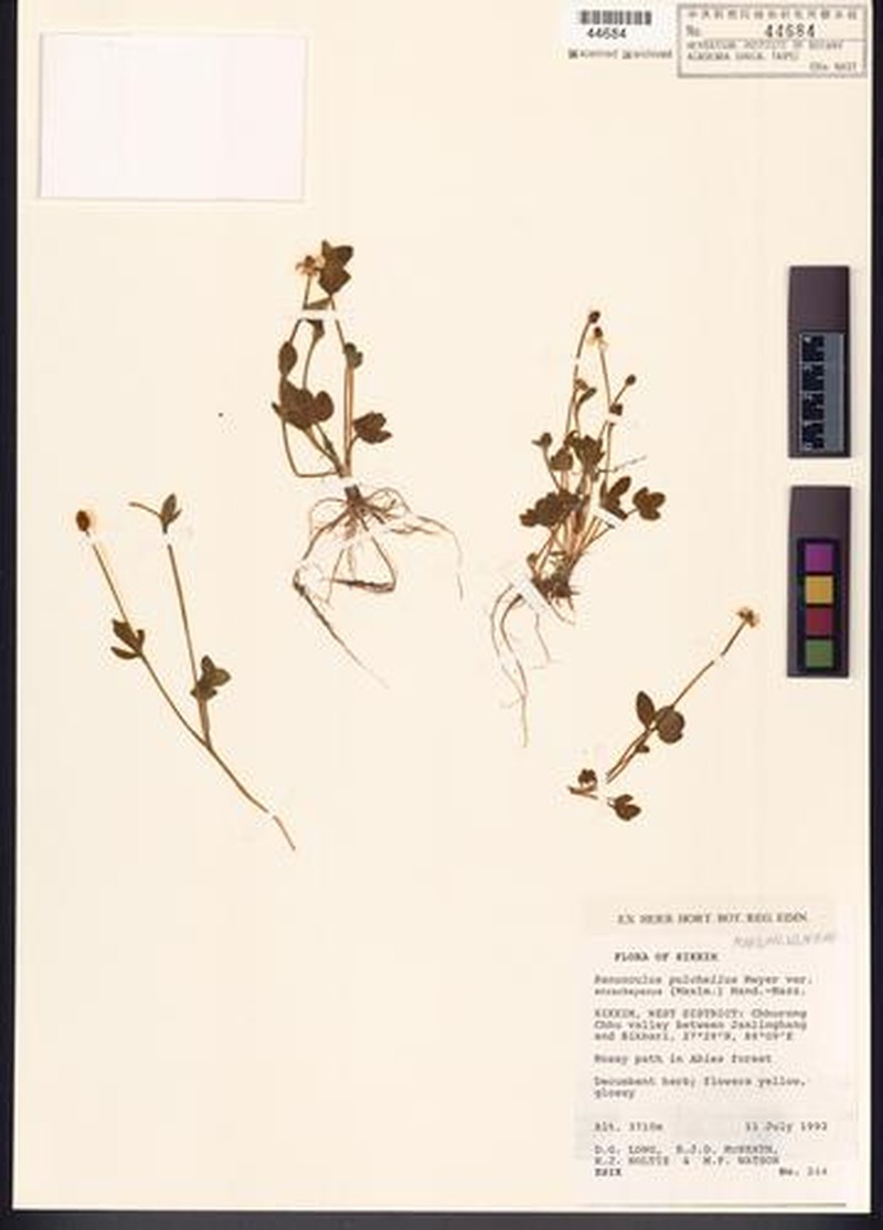 Ranunculus pulchellus var. stracheyanus