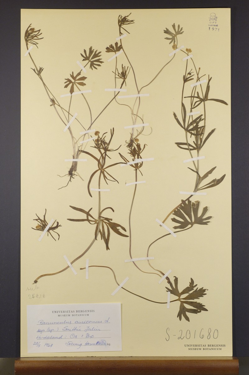 Ranunculus pulchridentatus