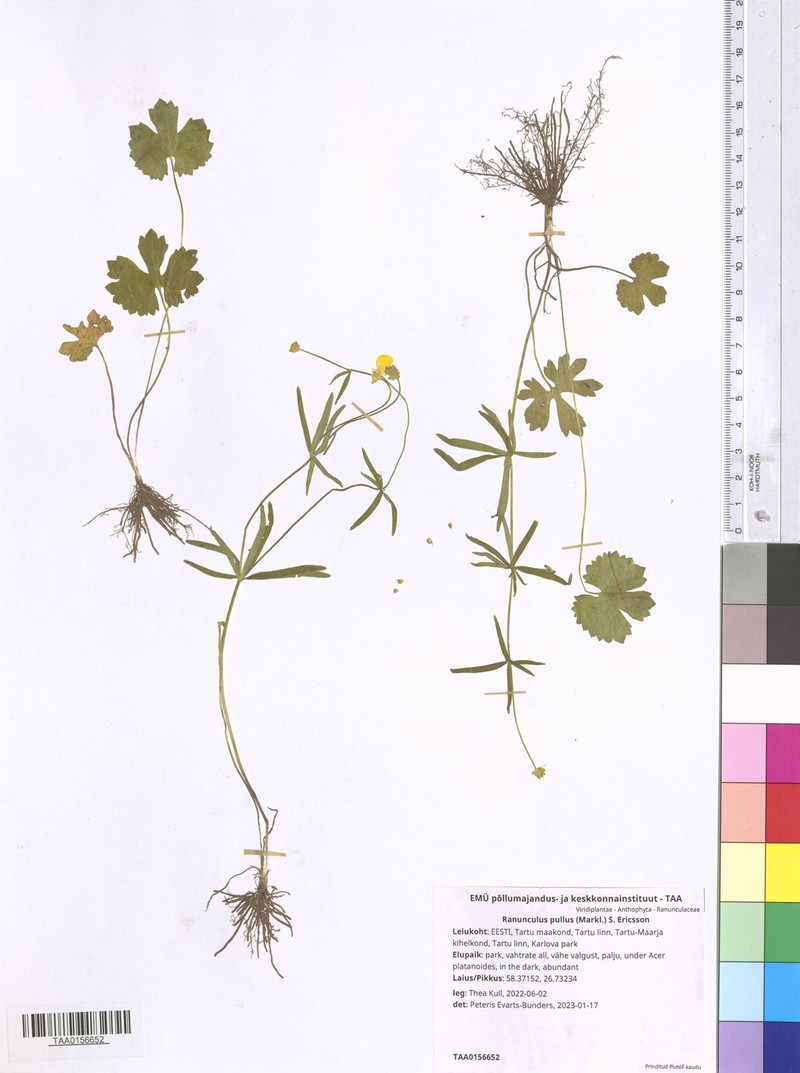Ranunculus pullus