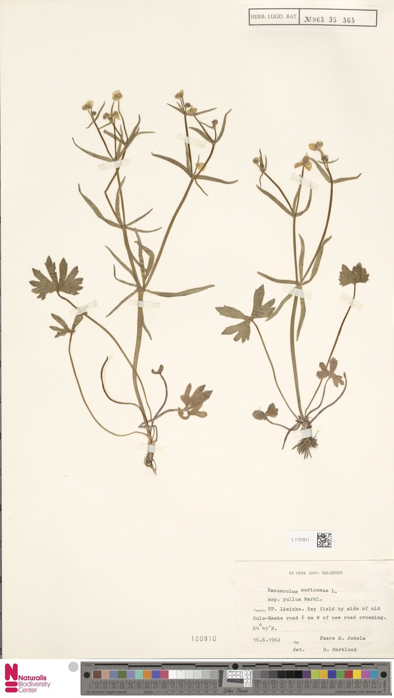 Ranunculus pullus photo 2