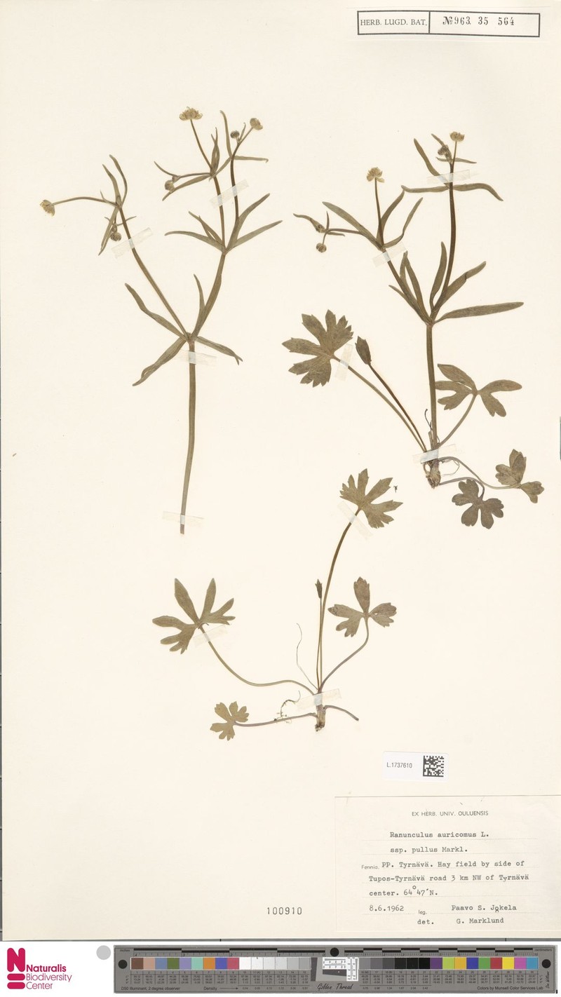 Ranunculus pullus photo 3