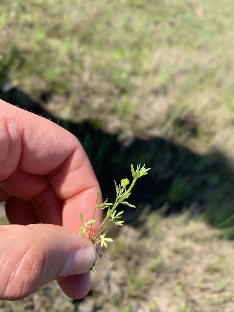 Ranunculus pumilio