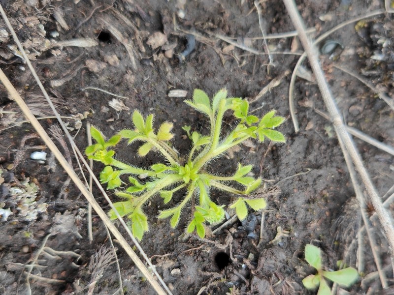 Ranunculus pumilio photo 2