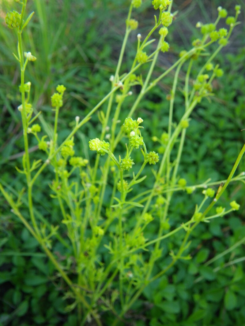 Ranunculus pumilio photo 3