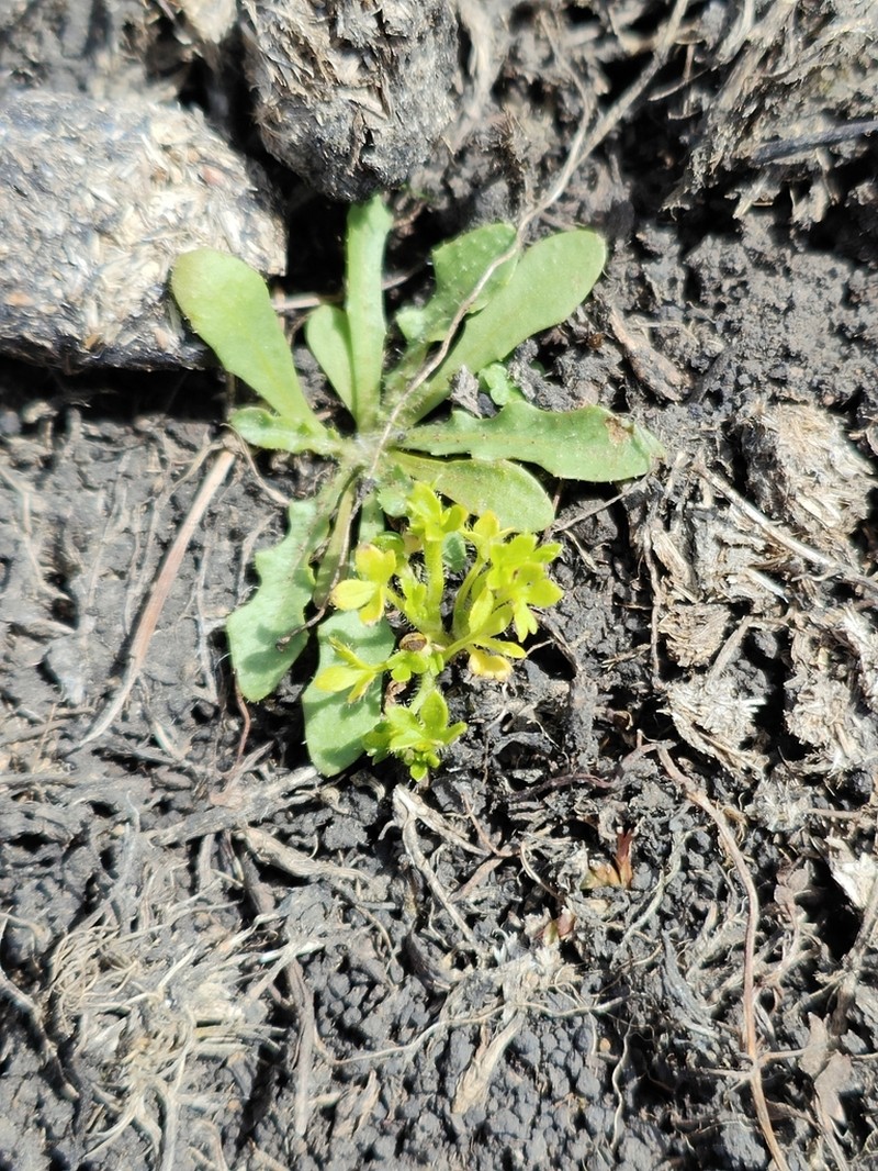 Ranunculus pumilio photo 4