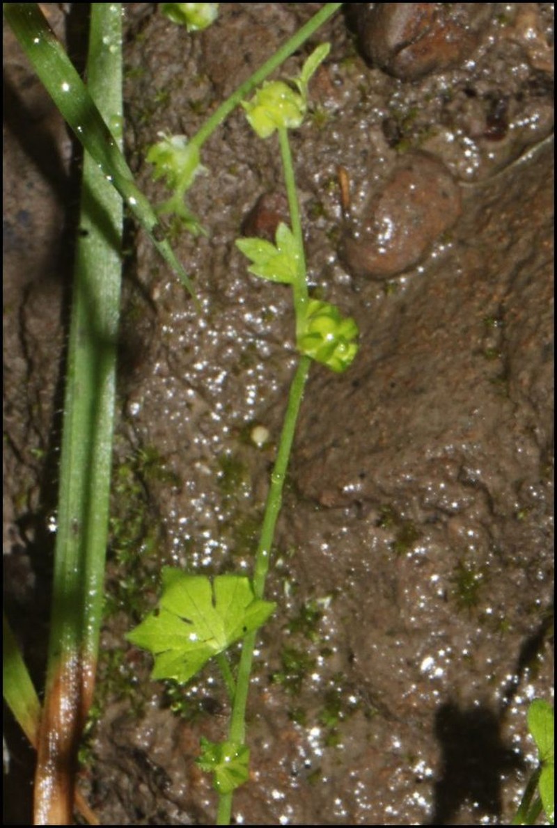 Ranunculus pumilio photo 8