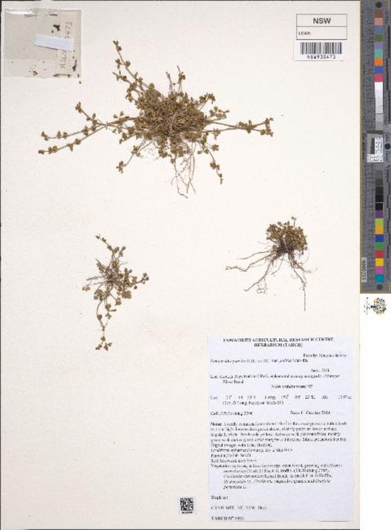 Ranunculus pumilio var. politus