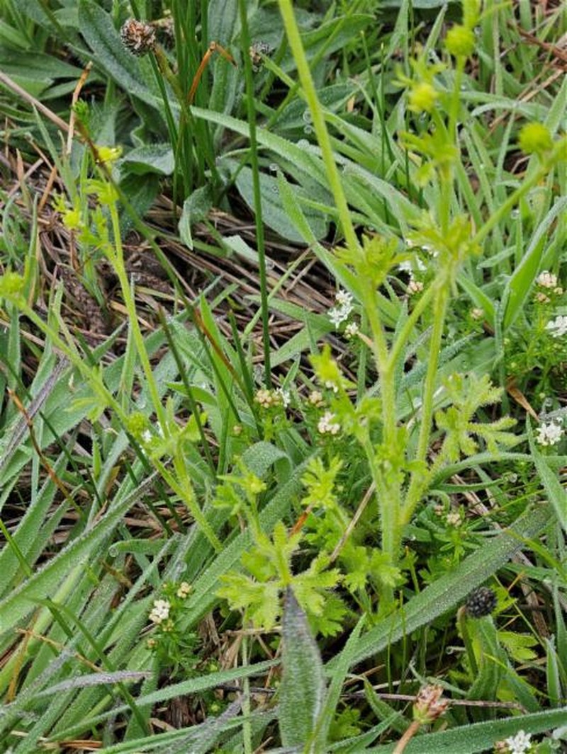 Ranunculus pumilio var. pumilio
