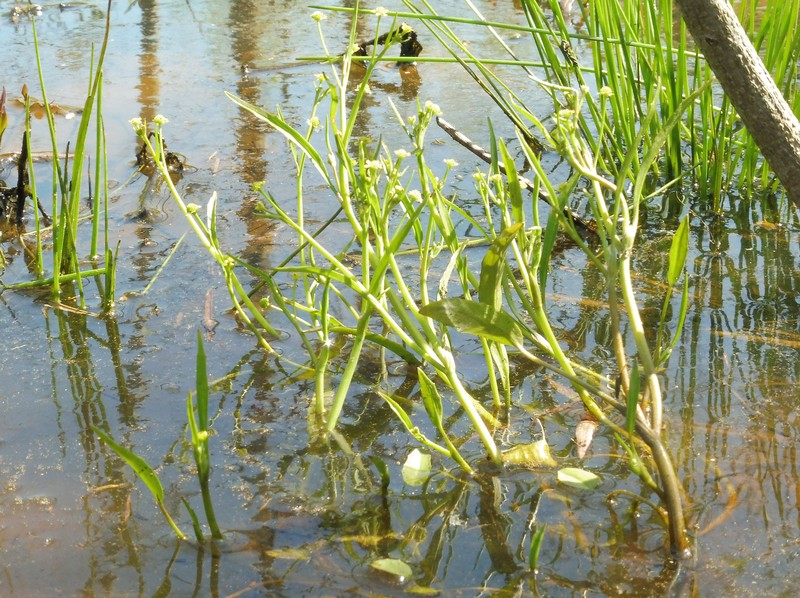Low Spearwort photo 2