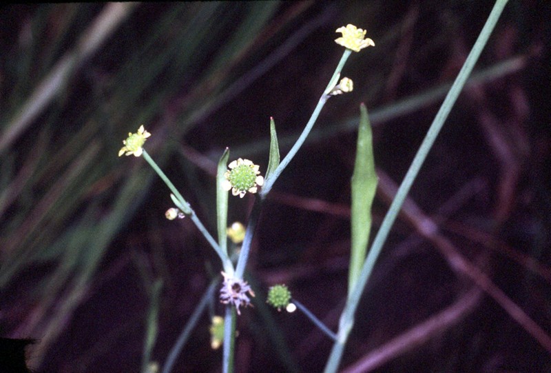 Low Spearwort