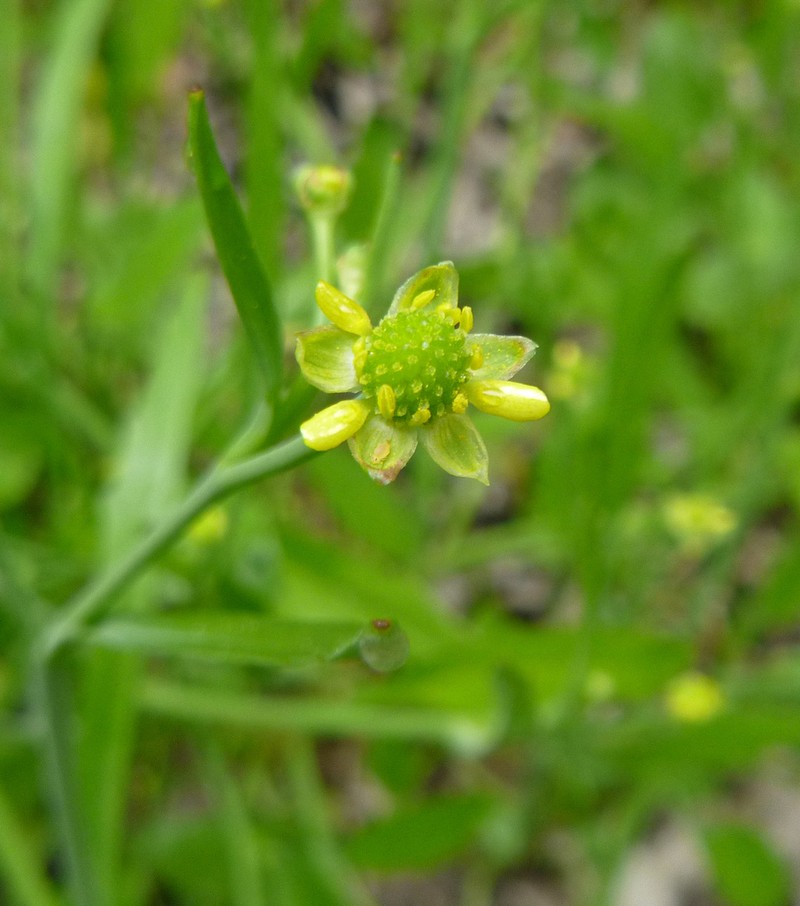 Low Spearwort photo 3