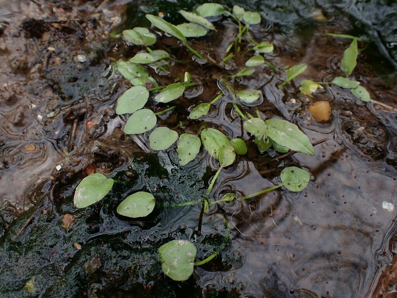Low Spearwort photo 4