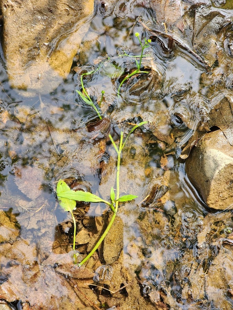 Low Spearwort photo 5