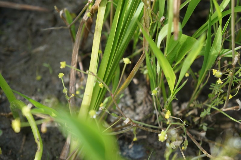 Low Spearwort photo 6