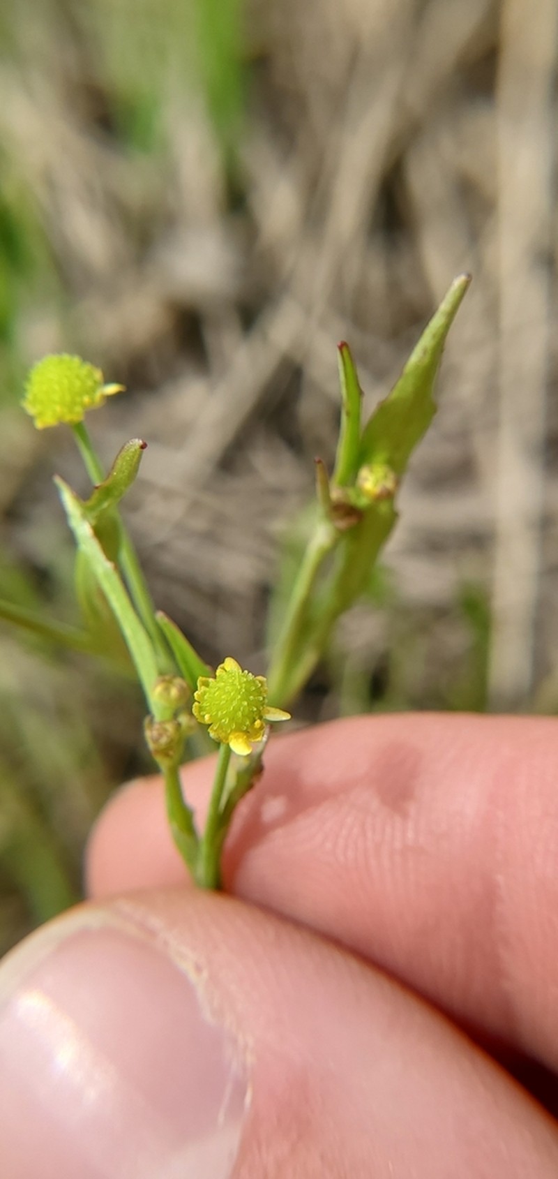 Low Spearwort photo 7