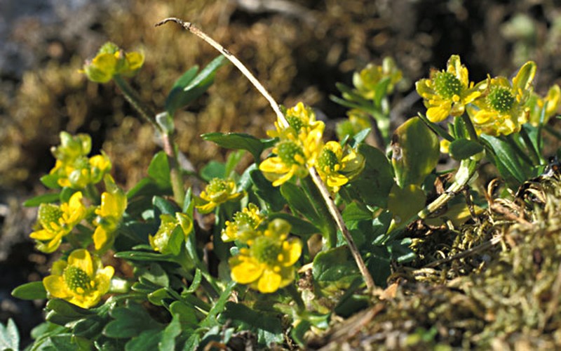 Pygmy Buttercup
