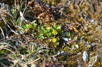 Pygmy Buttercup